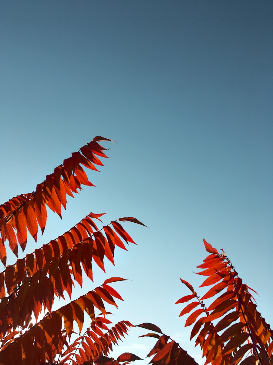 red leafy tree